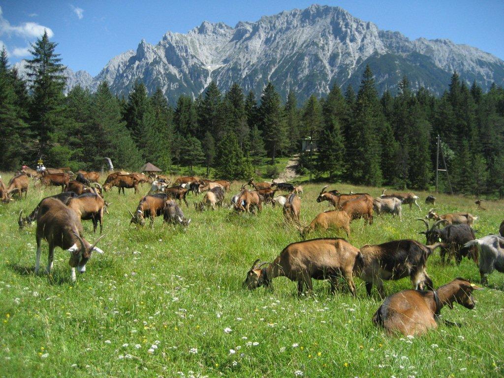 Haus Rustikana Lägenhet Mittenwald Exteriör bild